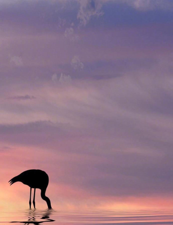 迷失在晚霞中的火烈鸟