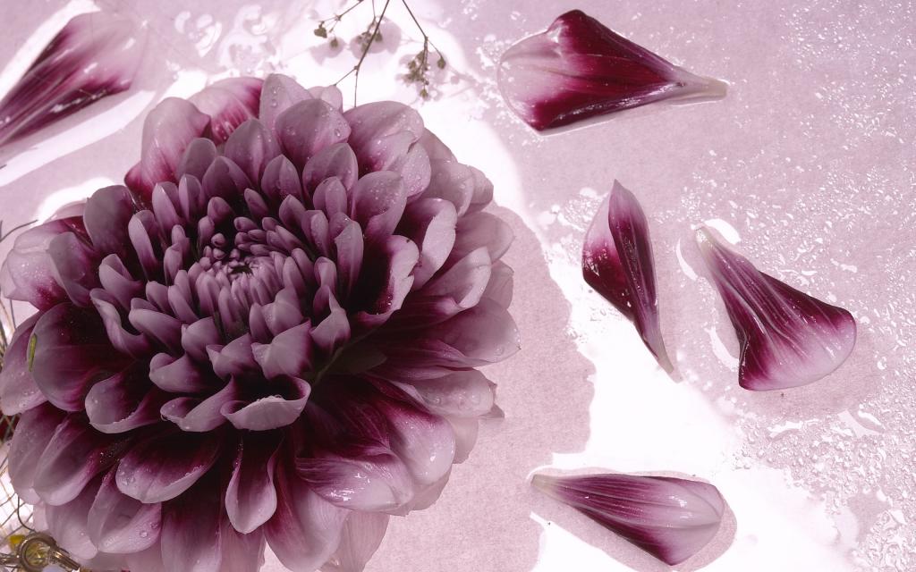 超大优美鲜花特写