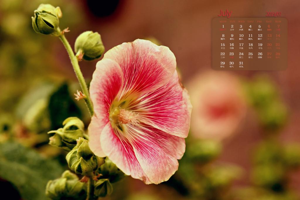 2019年7月修长而挺立的蜀葵日历