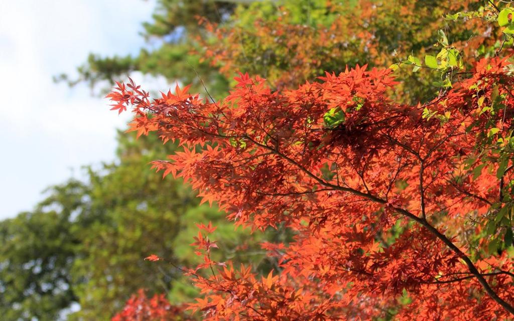 宽屏枫林如火红叶