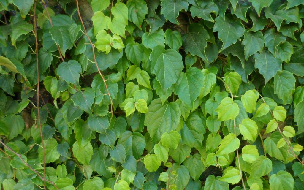 绿色植物爬山虎