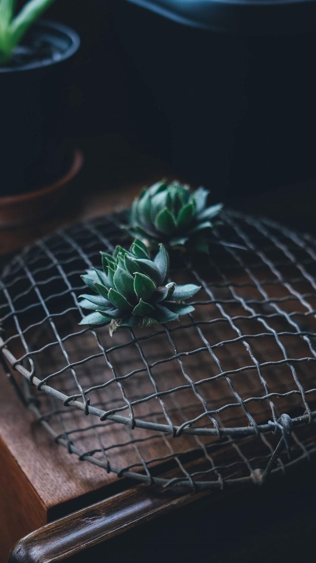 清新淡雅唯美花卉