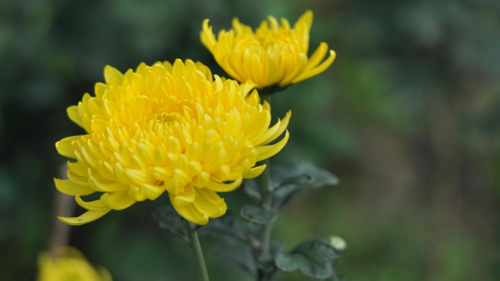 花园里盛开的鲜花