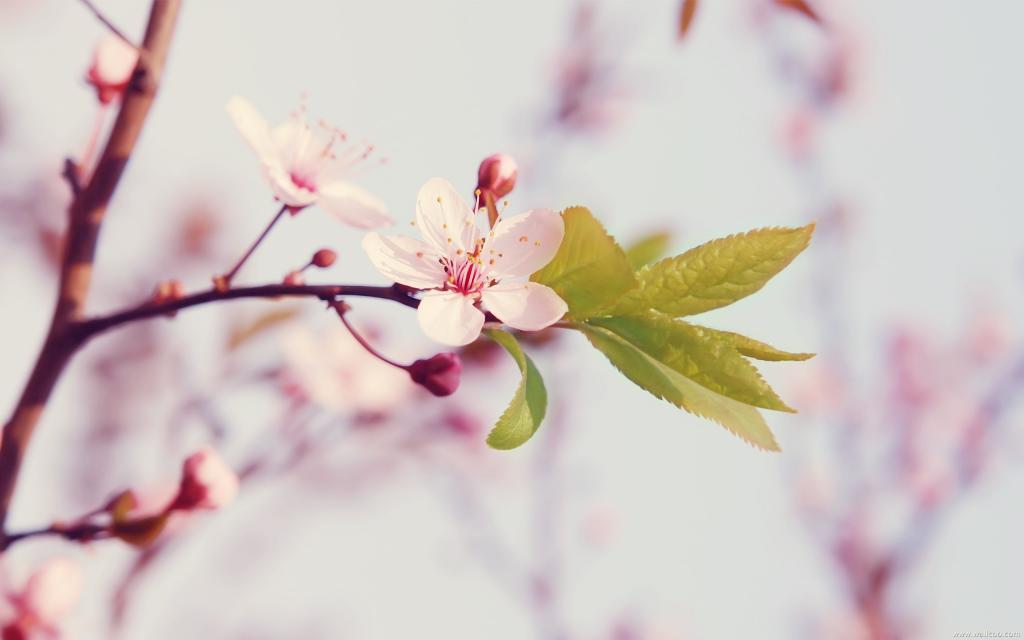 桃花烂漫
