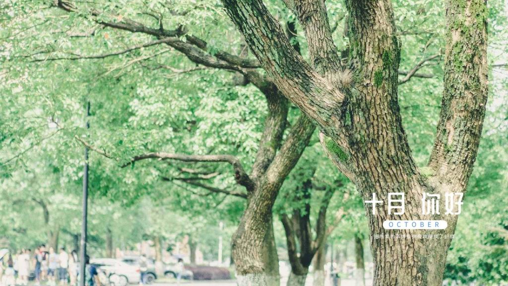 十月你好清新护眼绿植