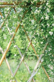 淡雅木香花小清新护眼写真-1