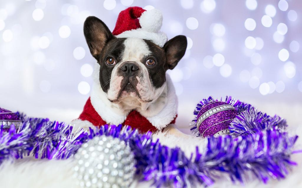 圣诞装的可爱小狗