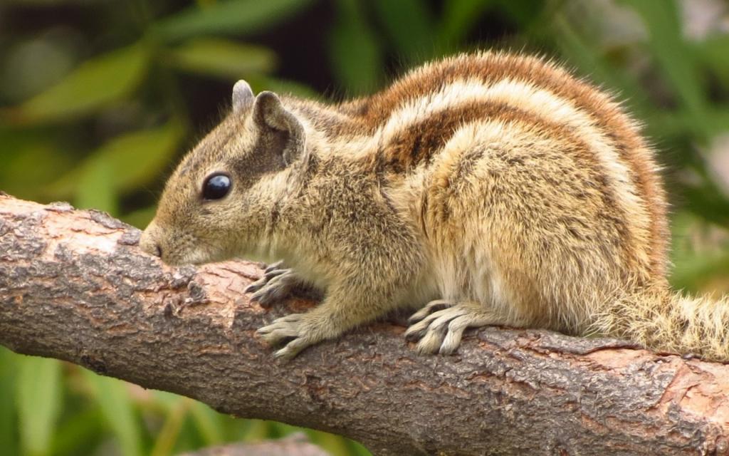 森林里的小松鼠