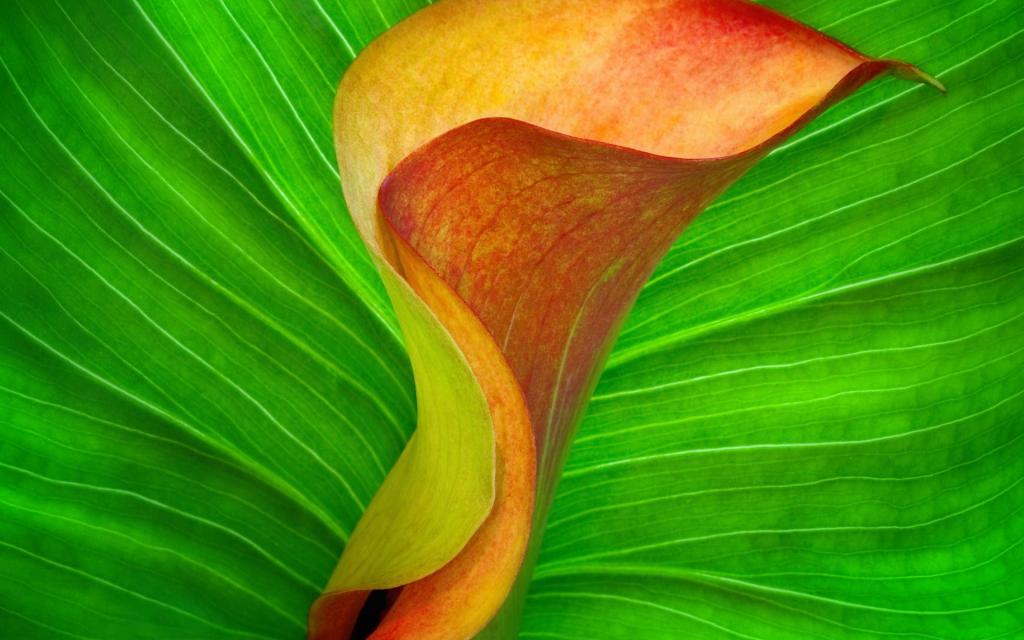 纯洁清新柔美的海芋花语