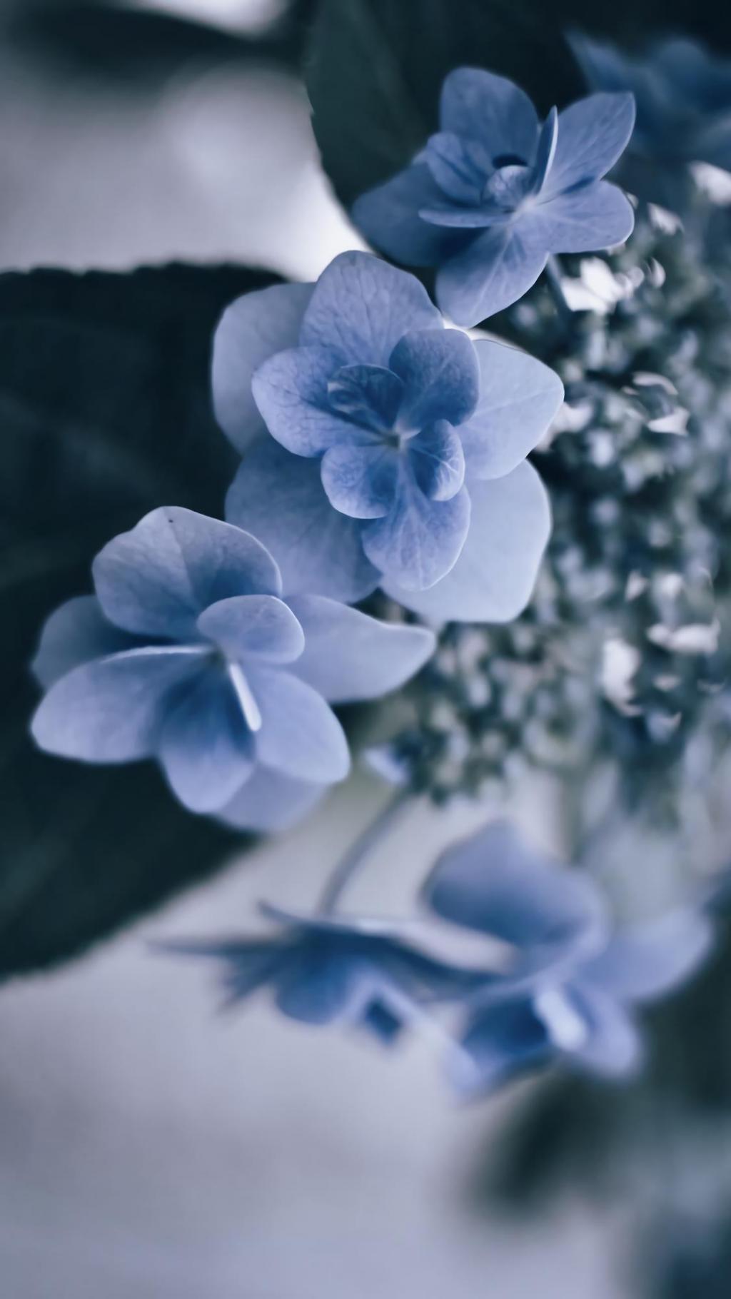 清新淡雅的绣球花