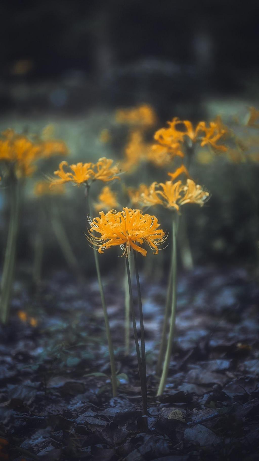 忽地笑唯美意境摄影