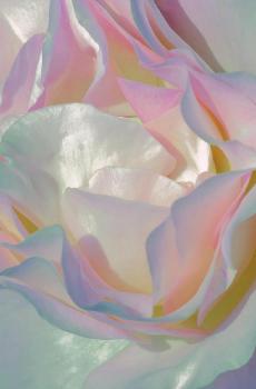 文艺怀旧风唯美花卉微距摄影-1