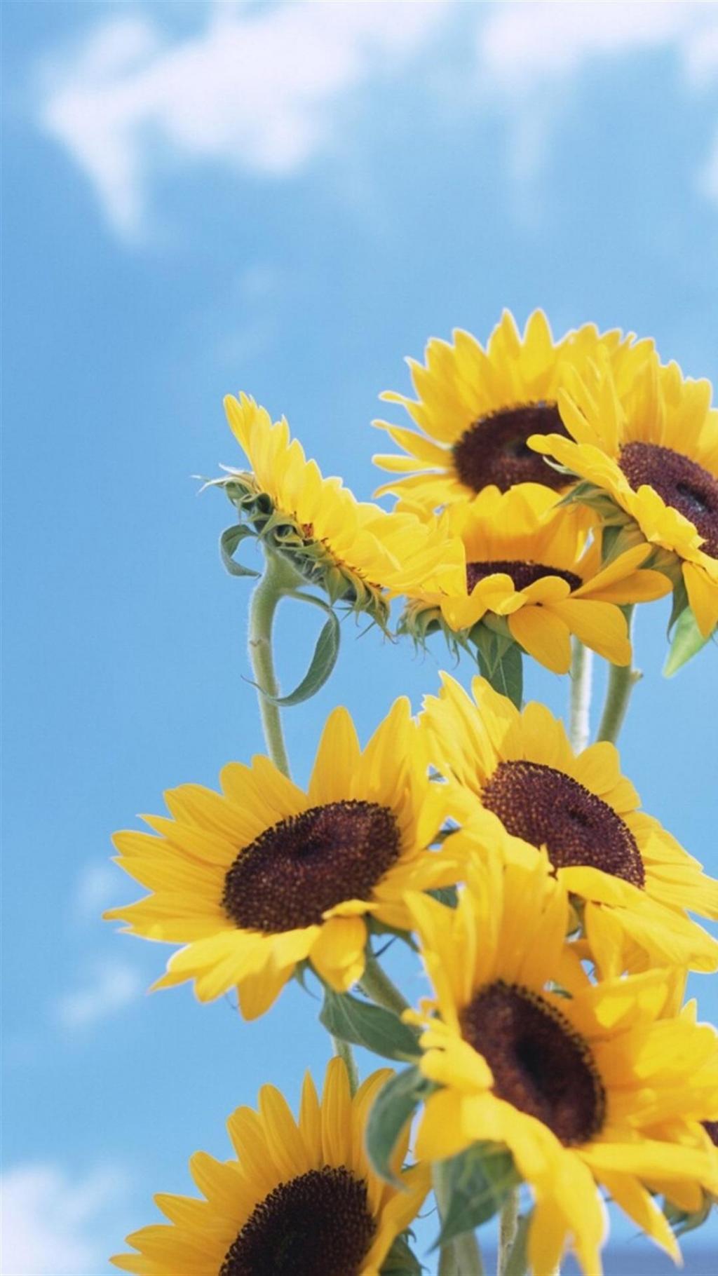 夏日小清新风景