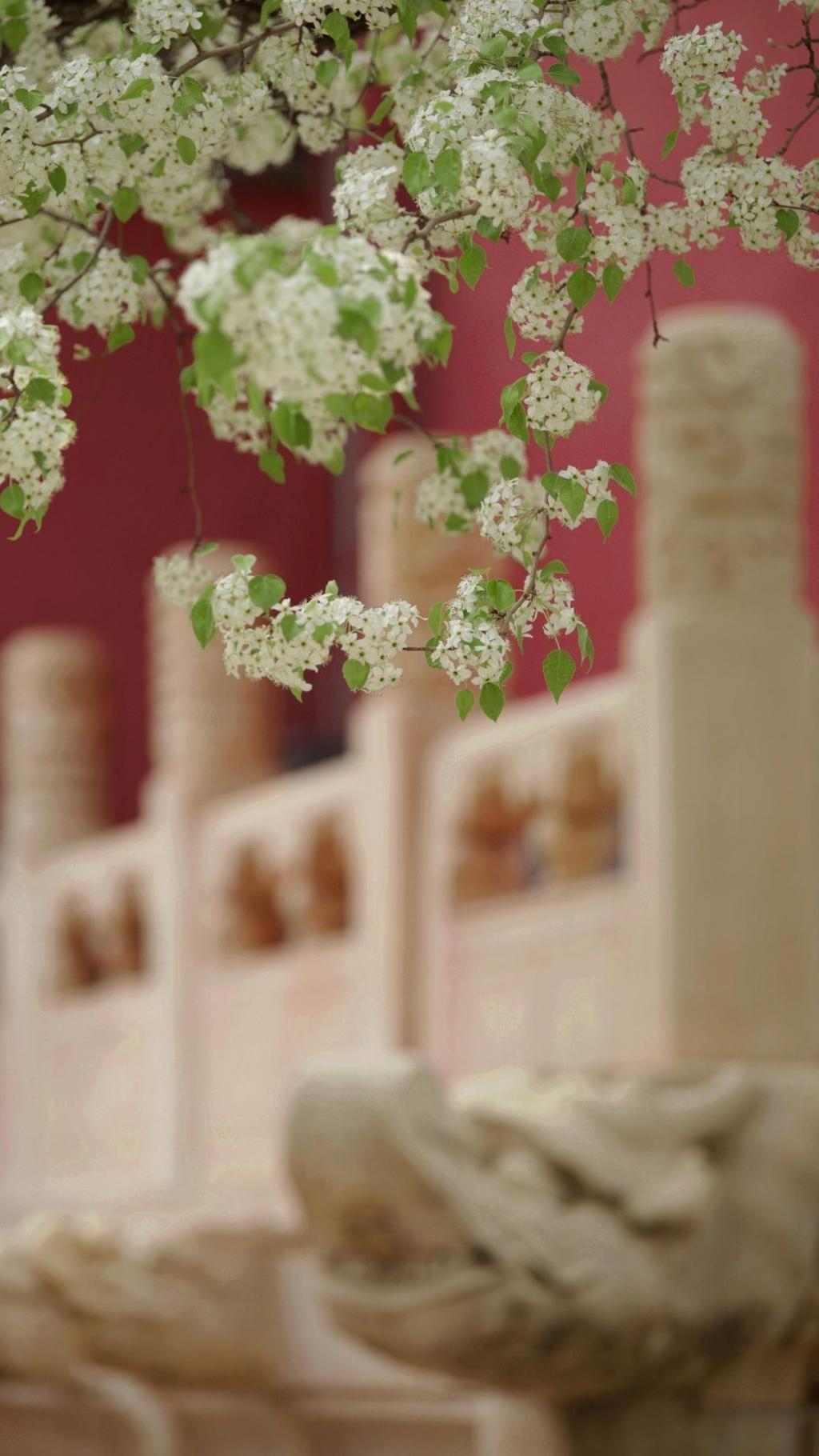 小清新梨花唯美摄影