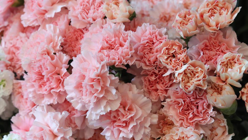 感恩教师节，就送康乃馨