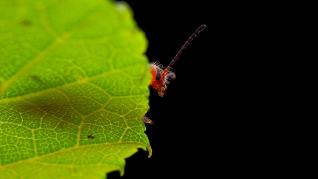 近距离观察昆虫