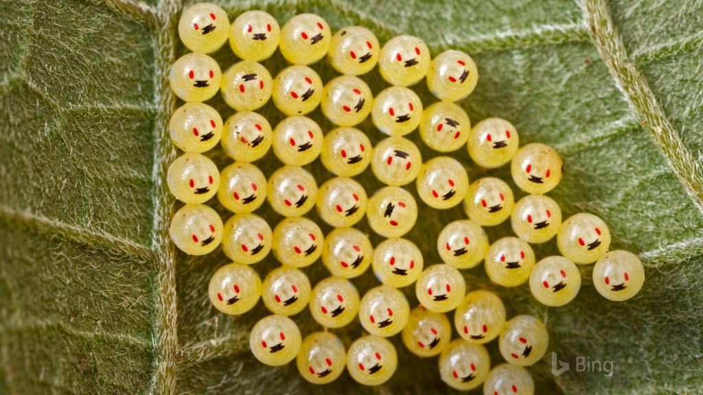 2018年 Bing官方主题第七波风景