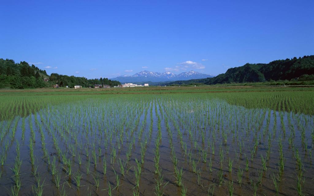 水稻田