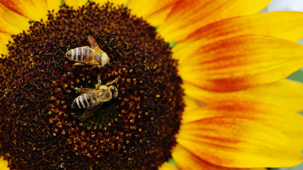 5k分辨率向日葵图片