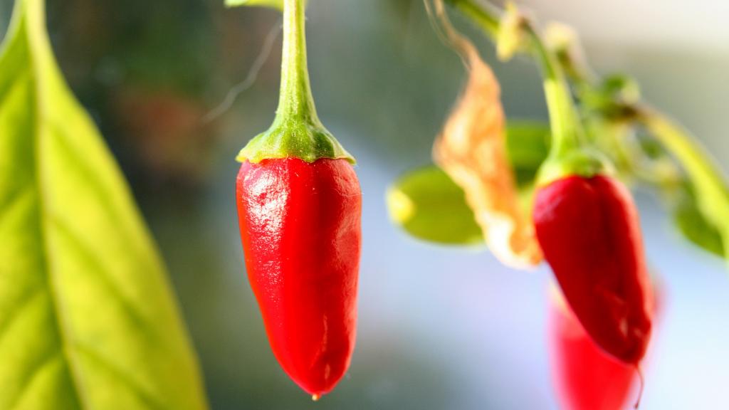 4k高清辣椒图片