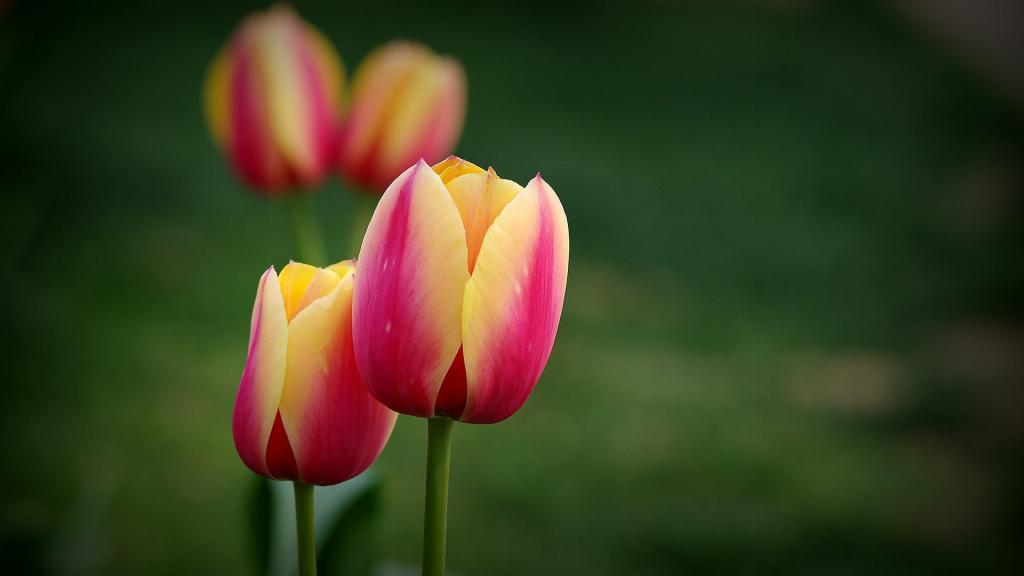 多彩颜色郁金香