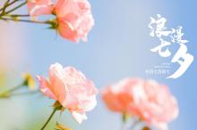七夕佳节浪漫月季清新背景图