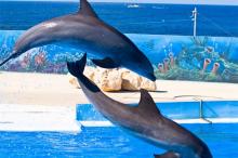 人类的好朋友海豚