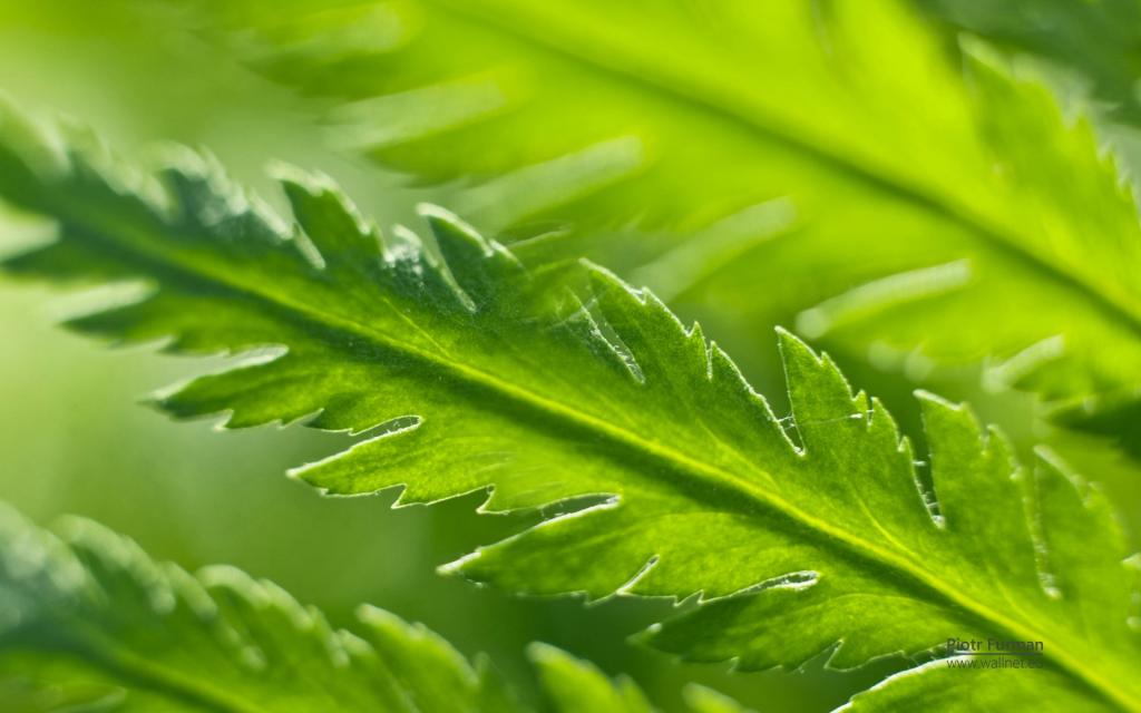 绿色植物之露珠水滴