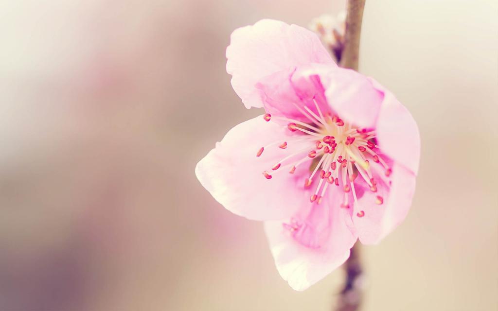 桃花烂漫