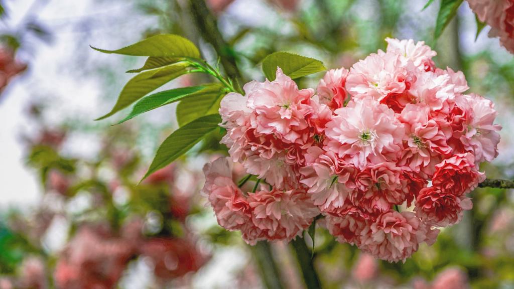 蔷薇科灿烂樱花