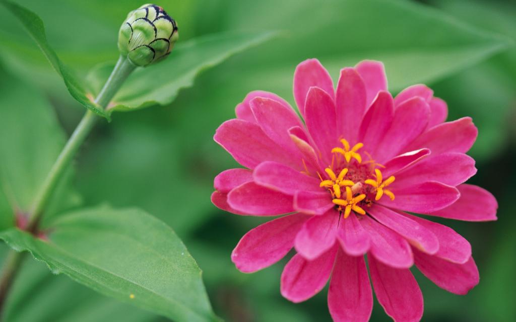 宽屏阳光下的鲜花特写