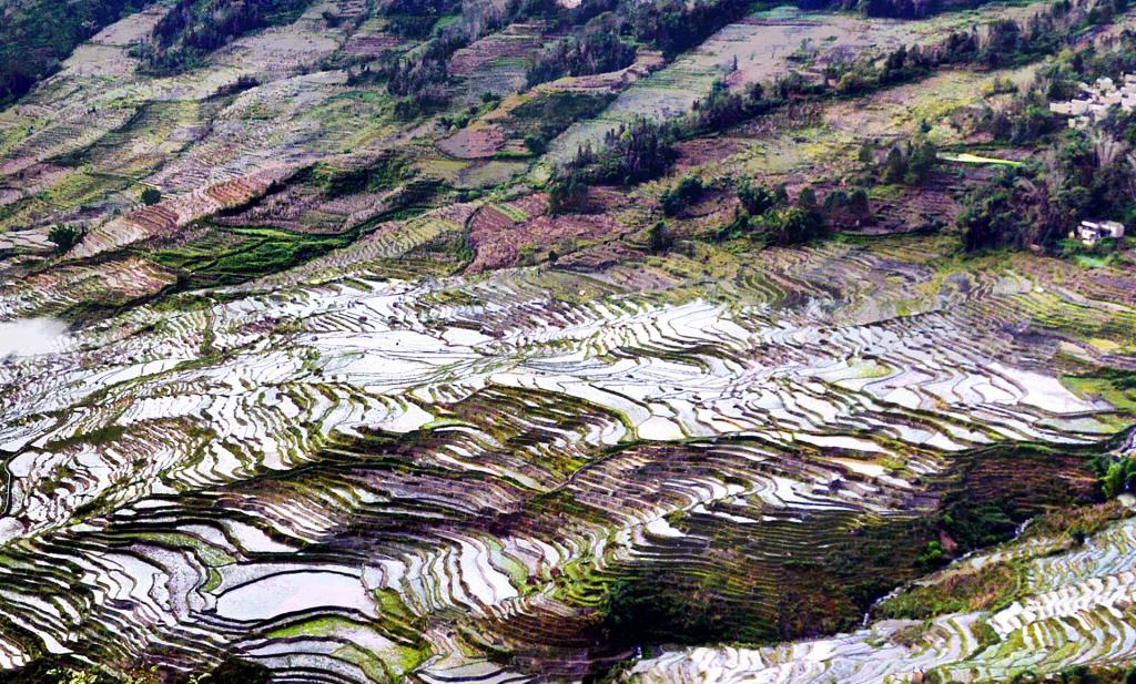 哈尼梯田唯美风光