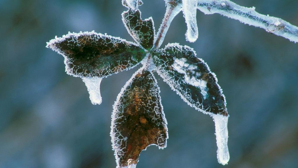 霜花形成的原因