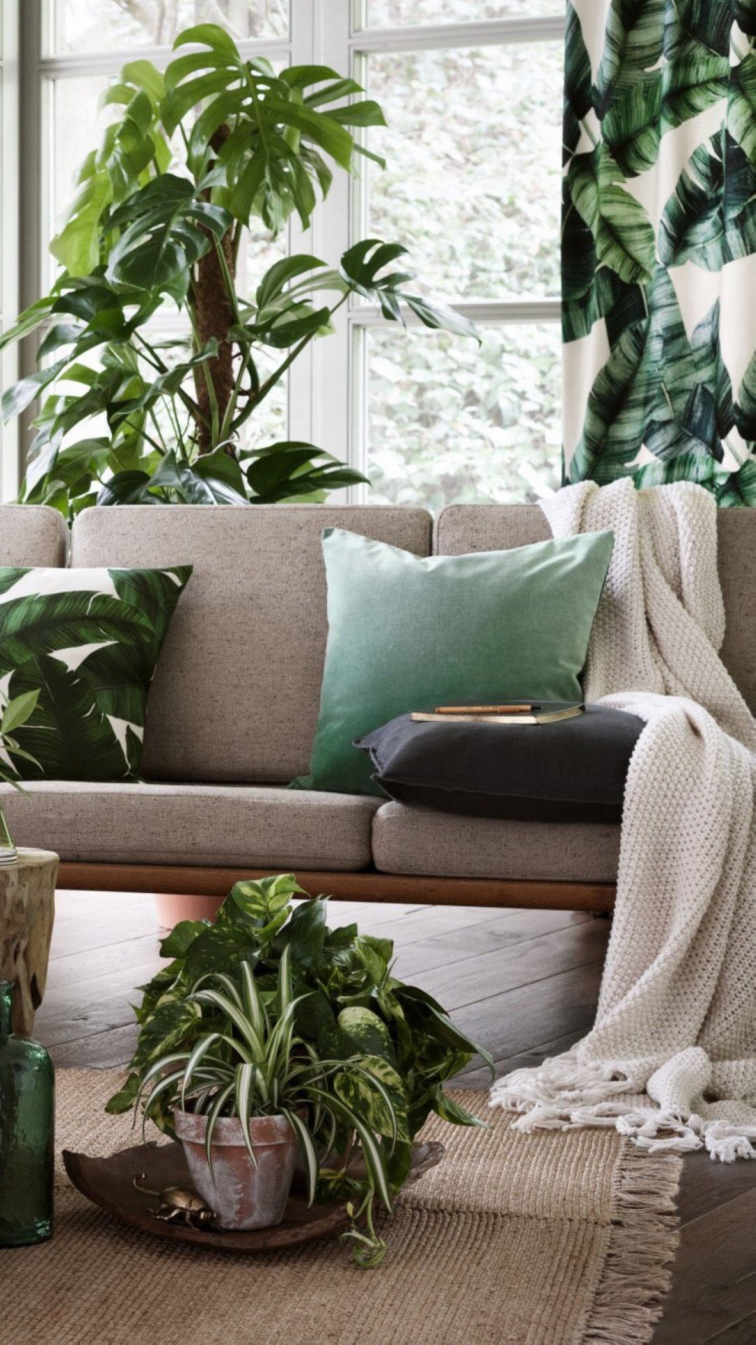 家居室内植物养眼写真