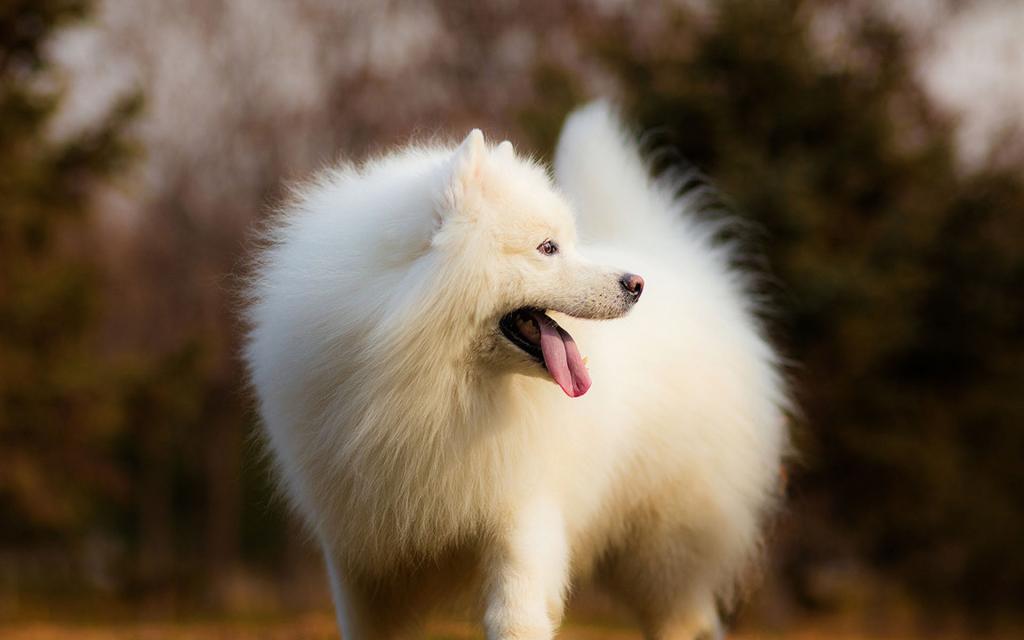 超可爱萌宠萨摩耶犬