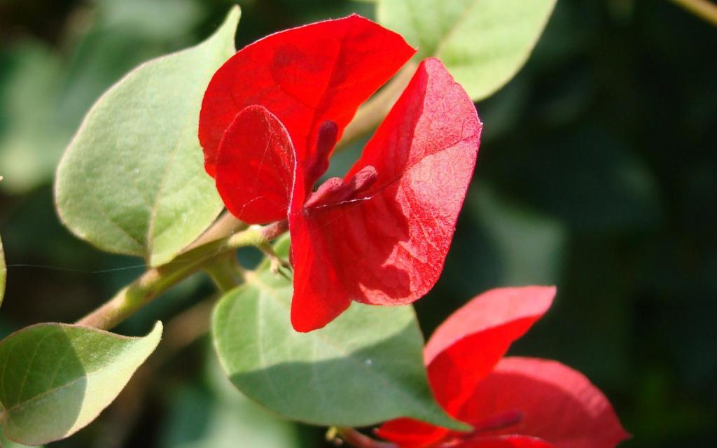 三角梅花卉图片