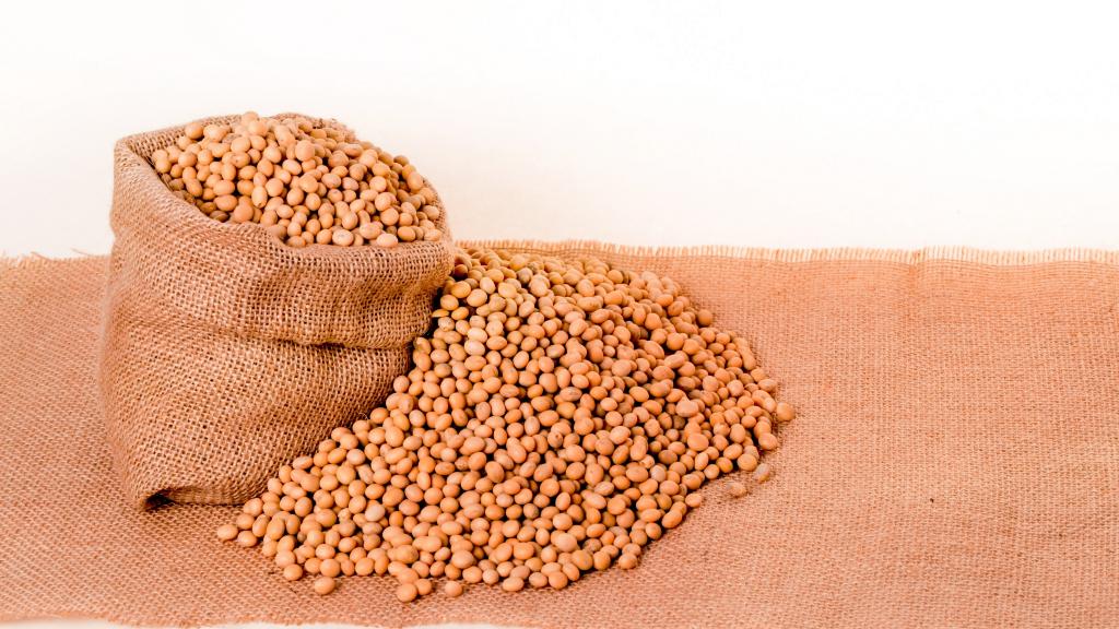 营养丰富的黄豆