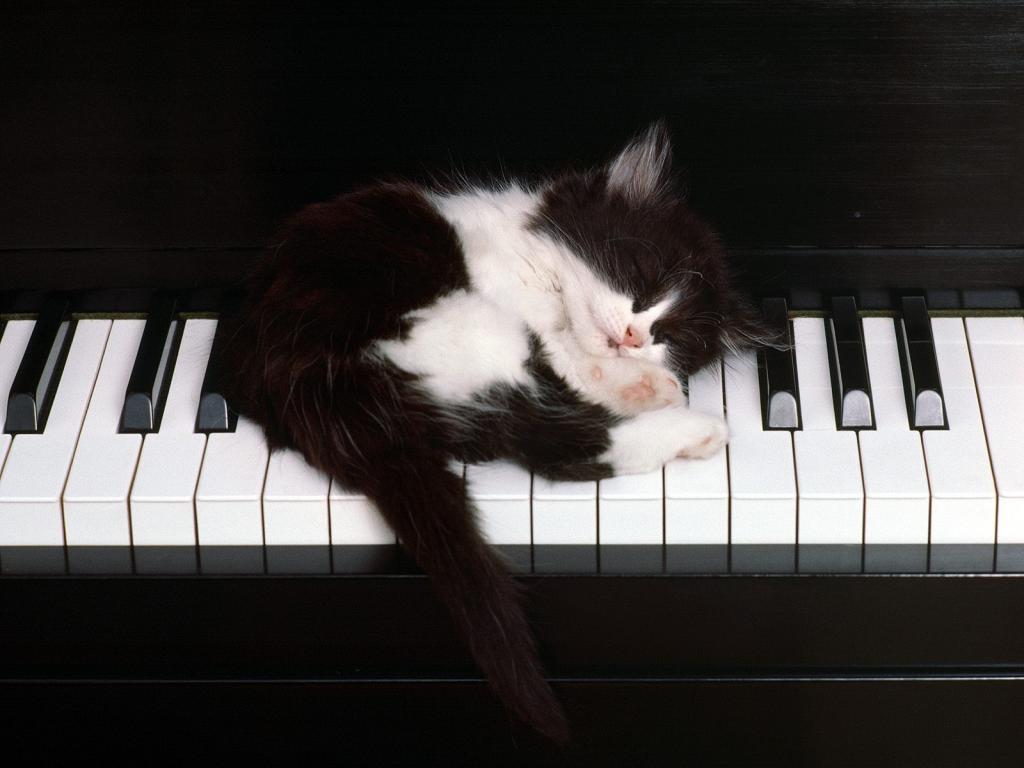 圣诞夜猫咪写真