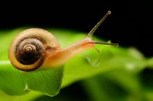 近距离蜗牛