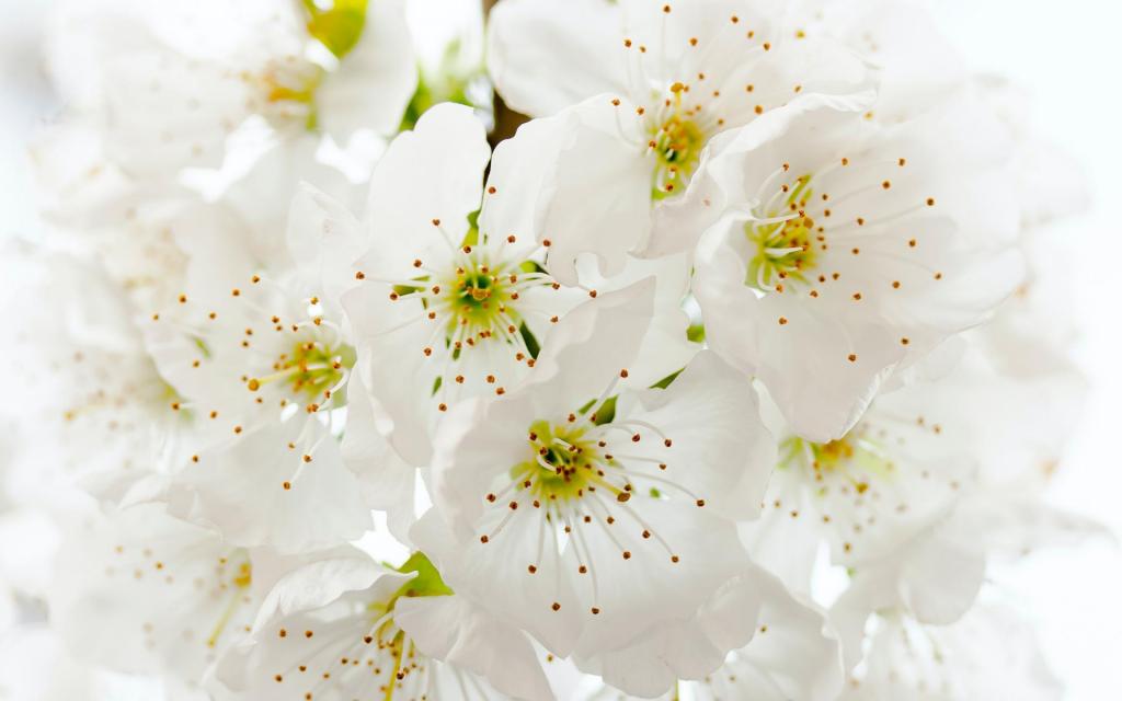 春天到来,樱花盛开时