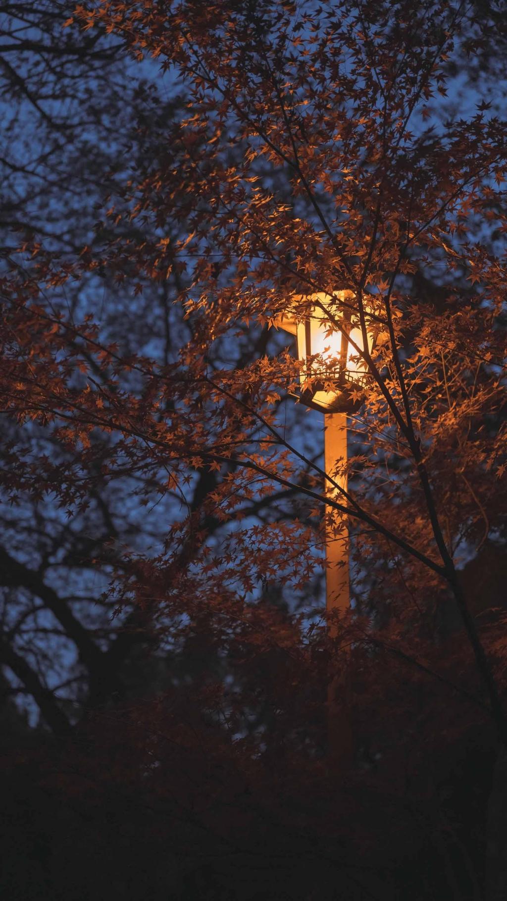 唯美九溪夜枫迷人夜景